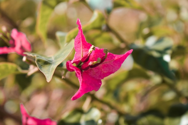 Photo vue rapprochée d'une plante à fleurs roses en automne