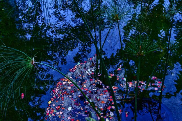 Vue rapprochée d'une plante à fleurs roses contre les arbres