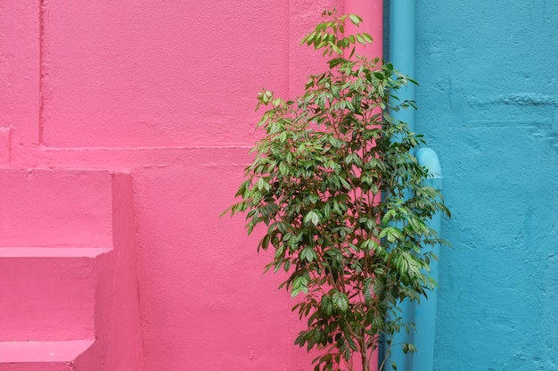 Vue rapprochée d'une plante à fleurs roses contre un mur rose et bleu