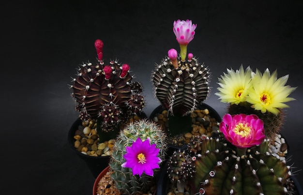 Vue rapprochée d'une plante à fleurs roses sur un fond noir