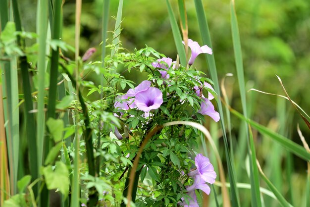 Photo vue rapprochée d'une plante à fleurs roses