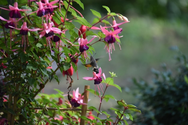 Vue rapprochée d'une plante à fleurs roses