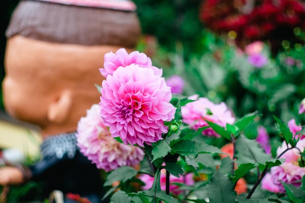 Photo vue rapprochée d'une plante à fleurs roses