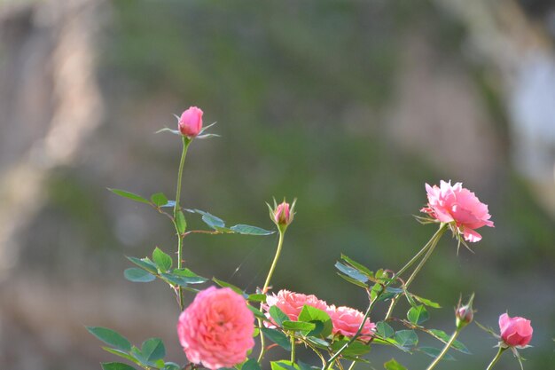 Photo vue rapprochée d'une plante à fleurs roses