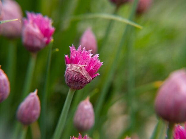 Vue rapprochée d'une plante à fleurs roses