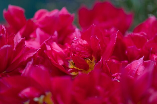 Photo vue rapprochée d'une plante à fleurs roses