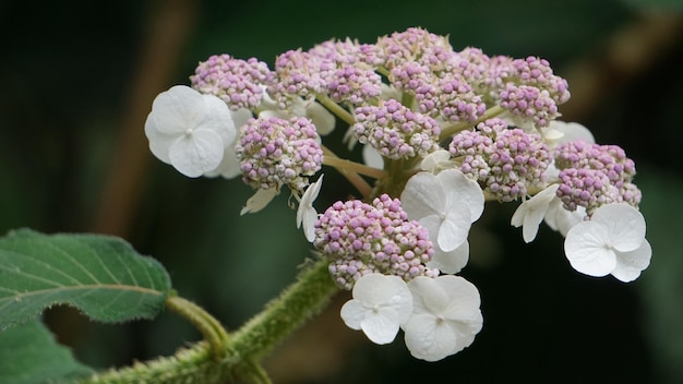 Photo vue rapprochée d'une plante à fleurs roses