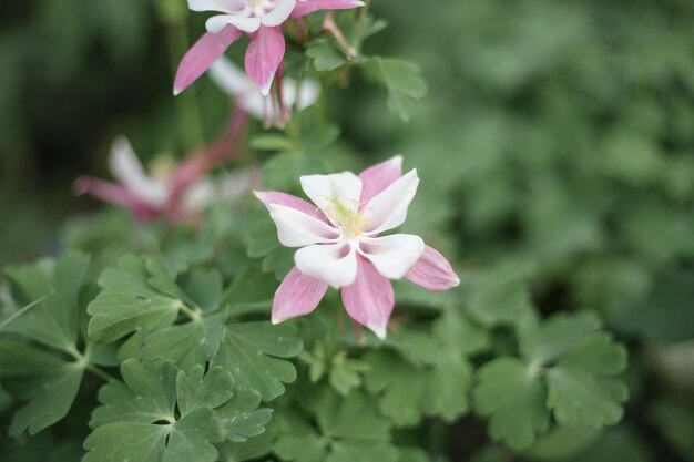 Vue rapprochée d'une plante à fleurs roses