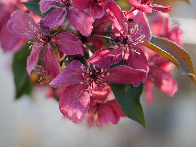 Vue rapprochée d'une plante à fleurs roses