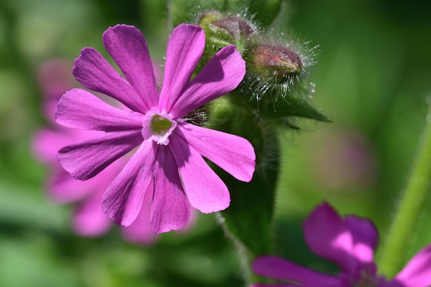 Photo vue rapprochée d'une plante à fleurs roses