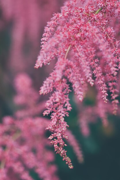 Vue rapprochée d'une plante à fleurs roses