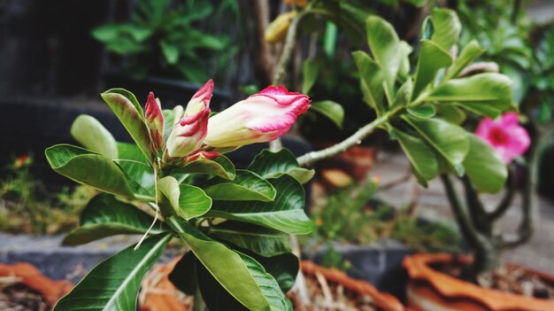 Vue rapprochée d'une plante à fleurs roses