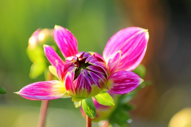 Vue rapprochée d'une plante à fleurs roses