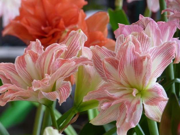 Vue rapprochée d'une plante à fleurs roses