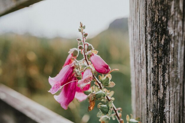 Photo vue rapprochée d'une plante à fleurs roses