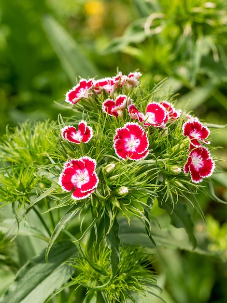 Photo vue rapprochée d'une plante à fleurs roses