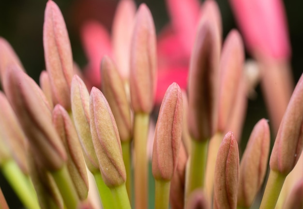 Photo vue rapprochée d'une plante à fleurs roses