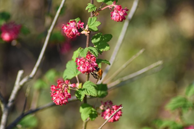 Photo vue rapprochée d'une plante à fleurs roses