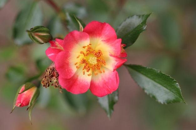 Photo vue rapprochée d'une plante à fleurs roses