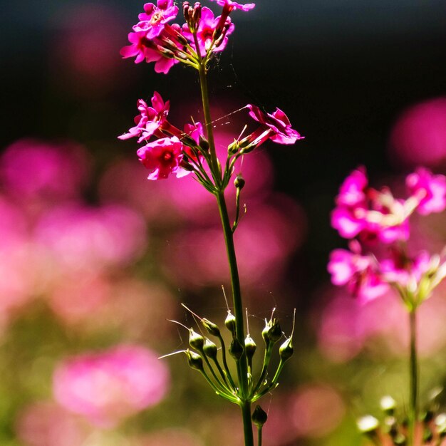 Photo vue rapprochée d'une plante à fleurs roses