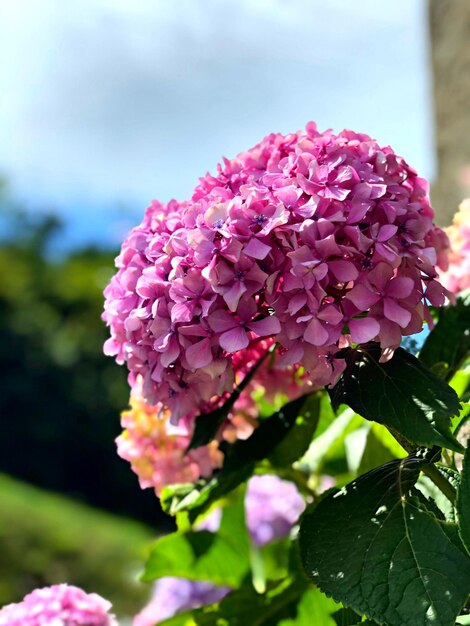 Photo vue rapprochée d'une plante à fleurs roses