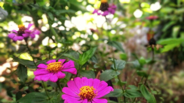 Vue rapprochée d'une plante à fleurs roses