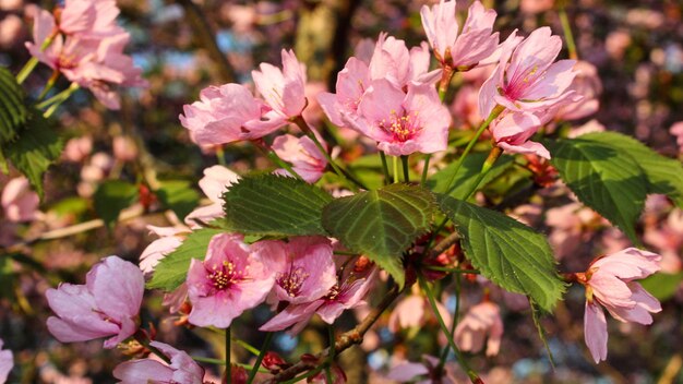 Photo vue rapprochée d'une plante à fleurs roses