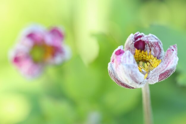 Photo vue rapprochée d'une plante à fleurs roses