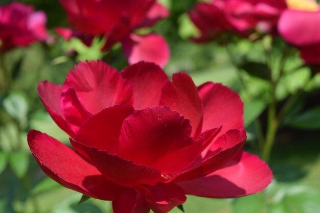 Photo vue rapprochée d'une plante à fleurs roses