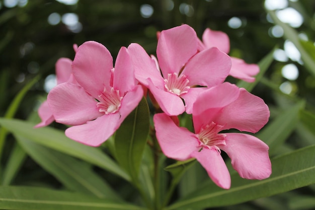 Vue rapprochée d'une plante à fleurs roses