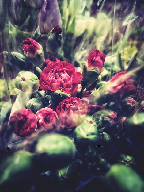 Photo vue rapprochée d'une plante à fleurs roses