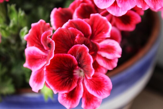 Photo vue rapprochée d'une plante à fleurs roses