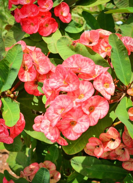 Photo vue rapprochée d'une plante à fleurs roses