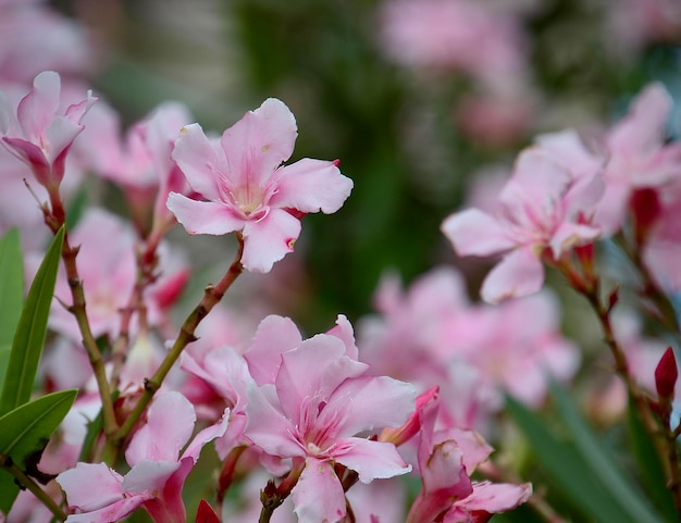 Vue rapprochée d'une plante à fleurs roses