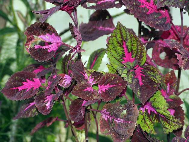 Photo vue rapprochée d'une plante à fleurs roses