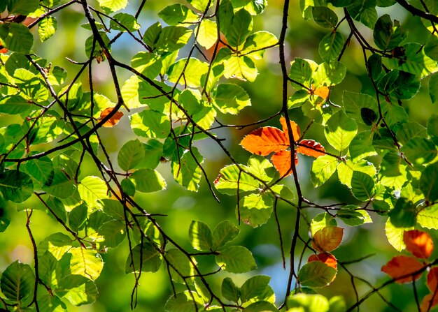 Photo vue rapprochée d'une plante à fleurs rouges sur un arbre