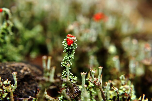Photo vue rapprochée d'une plante à fleurs rouges sur le champ