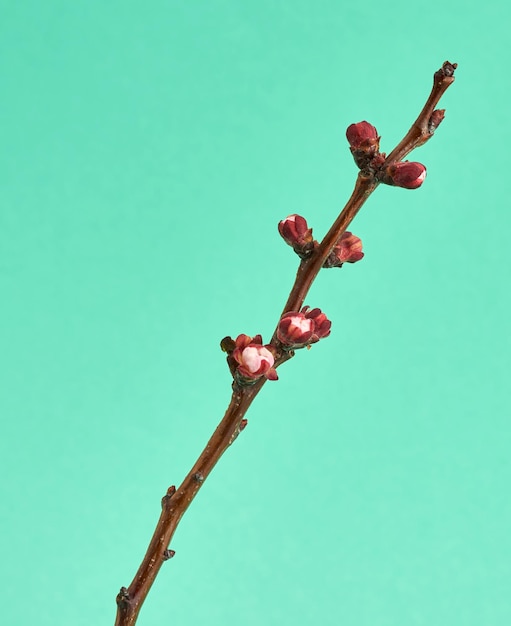 Photo vue rapprochée d'une plante à fleurs rouges contre un ciel bleu clair