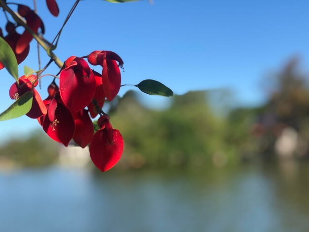 Photo vue rapprochée d'une plante à fleurs rouges contre le ciel