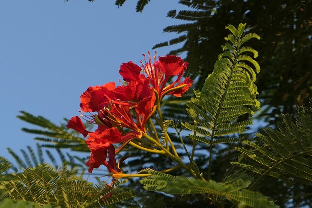 Photo vue rapprochée d'une plante à fleurs rouges contre le ciel