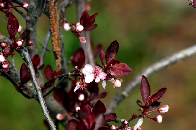 Vue rapprochée d'une plante à fleurs rouges