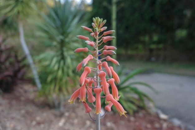 Photo vue rapprochée d'une plante à fleurs rouges