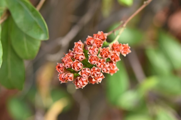 Photo vue rapprochée d'une plante à fleurs rouges