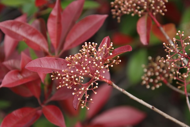 Photo vue rapprochée d'une plante à fleurs rouges