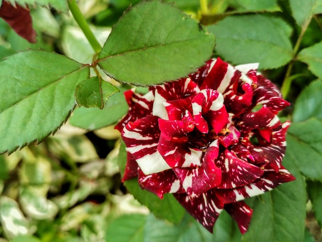 Photo vue rapprochée d'une plante à fleurs rouges