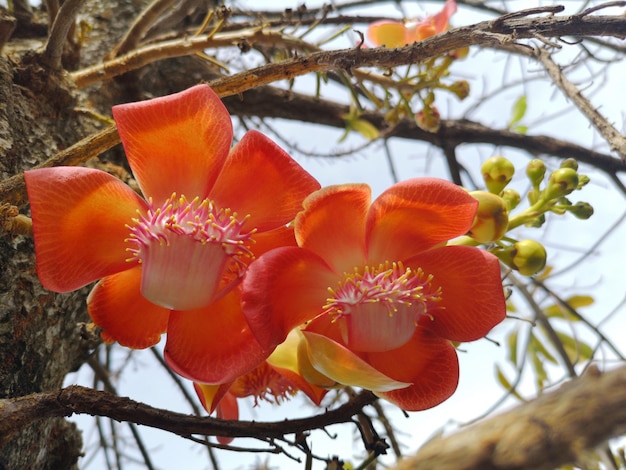 Photo vue rapprochée d'une plante à fleurs rouges