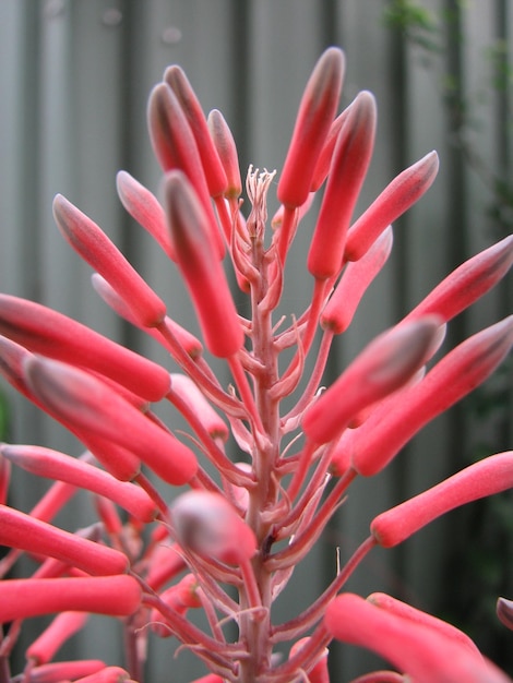 Photo vue rapprochée d'une plante à fleurs rouges