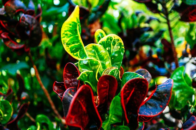 Photo vue rapprochée d'une plante à fleurs rouges