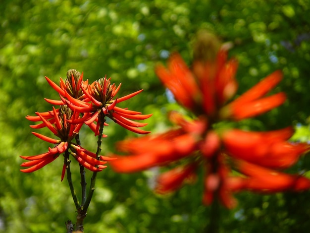 Photo vue rapprochée d'une plante à fleurs rouges