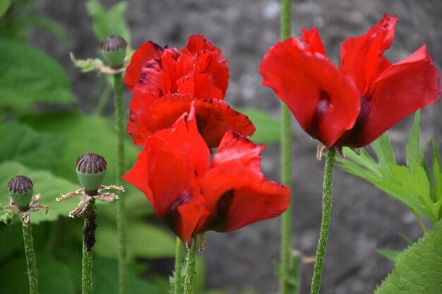 Photo vue rapprochée d'une plante à fleurs rouges